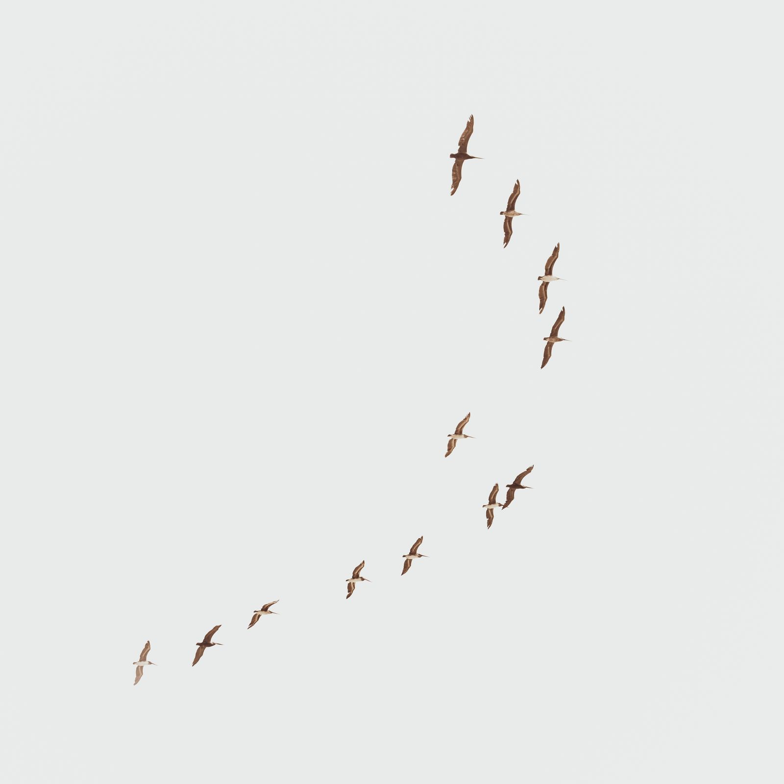 A bird formation against a bright sky