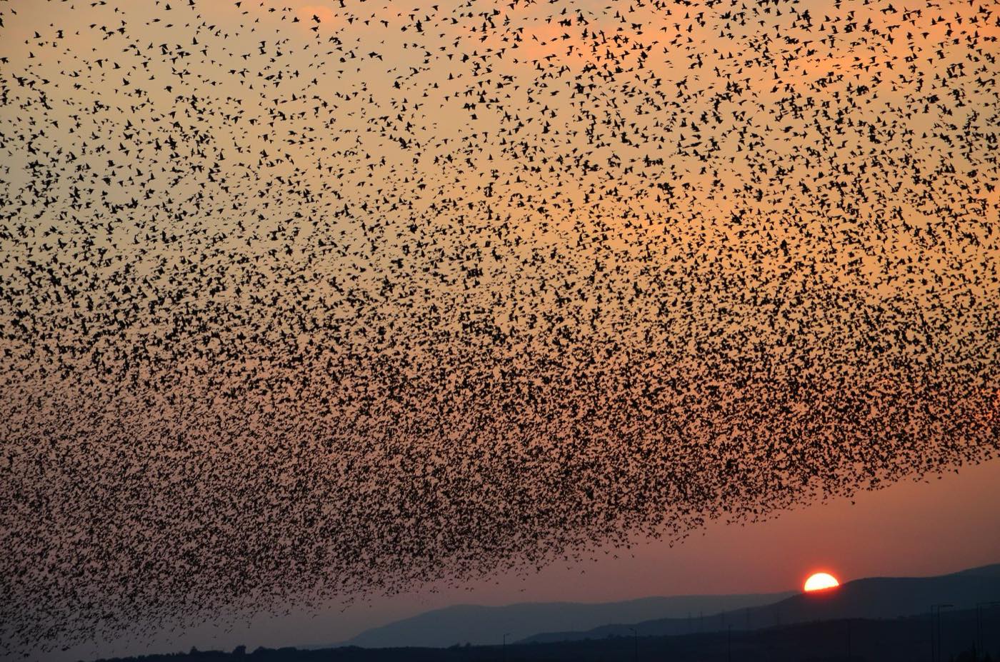 A murmuration of starlings sweeping over hills at dusk
